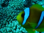 2006 Egyiptom, Hurghada