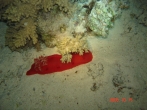 2006 Egyiptom, Hurghada