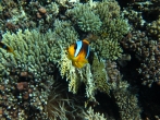 2010 Egyiptom, Hurghada 2010 Egyiptom, Hurghada