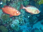 2010 Egyiptom, Hurghada 